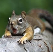Keele Squirrel